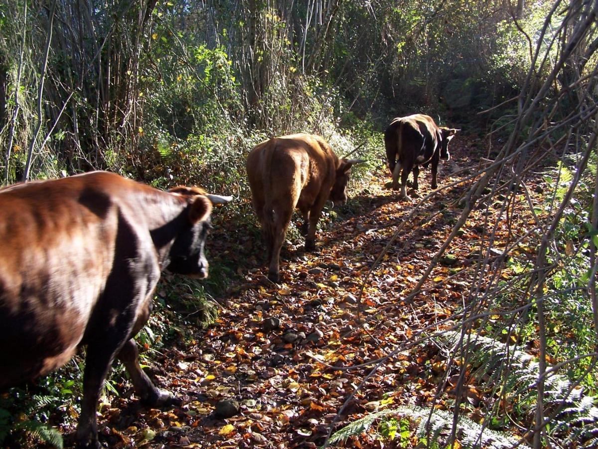Posada De Muno Muñorrodero Esterno foto